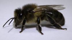A.m.iberiensis - click for details